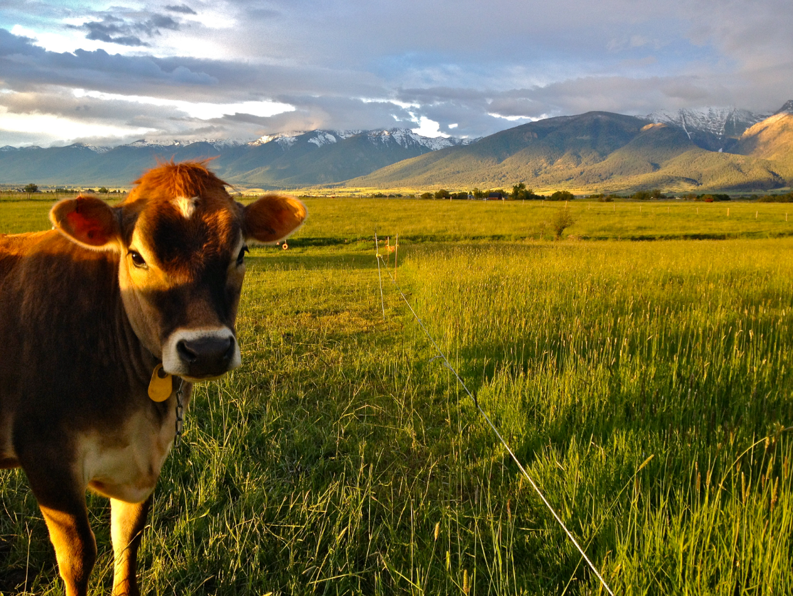 Bitterroot Dairy Market Feasibility Study